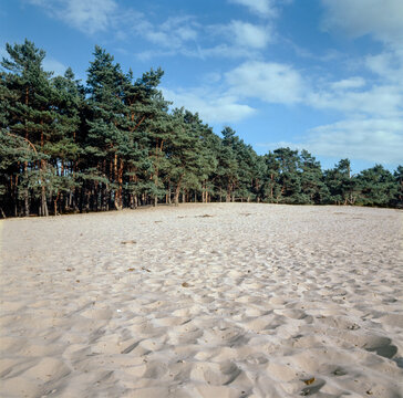 Desert sand and pine forest. Sahara Ommen Netherlands. Salland. Overijssel. Vechtdal.