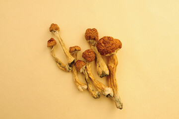 Psilocybe Cubensis mushrooms on golden background. Psilocybin psychedelic magic mushrooms Golden...