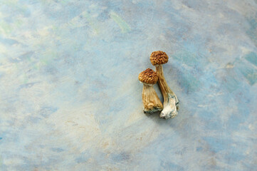 Psilocybe Cubensis mushrooms isolated on grey background. Psilocybin psychedelic magic mushrooms Golden Teacher. Top view, close up. Micro-dosing concept.