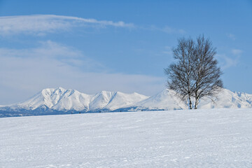 3月の美瑛町 十勝岳連峰と一本の木
