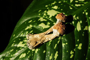 Dried psilocybin mushrooms on green leaf, black background. Psychedelic magic mushroom Golden Teacher. Alternative medicine. Microdosing concept.