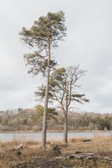tree on the shore of lake