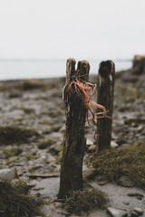 Old wood on the beach