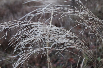 Autumn dry grass brooms against a gray brown background with a place to text copispace von natural