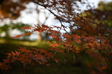 紅葉