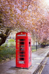 A classic, red telephone booth under a tree in full colorful blossom in London, United Kingdom, for...