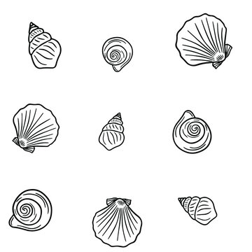 Seamless vector pattern from various sea shells. Background from black and white outline seashells on a white background. Pattern for textile, print, poster, menu.