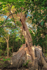 沖縄県・西表島 サキシマスオオの木