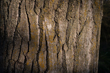 Texture of the bark of a very large tree