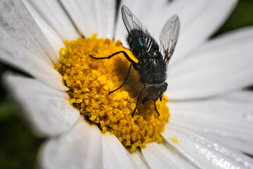 White Daisy with a Fly on it, Macro, Nature