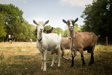 Naklejka na ściany i meble Three goats standing on the pasture, and looking in front on the farm