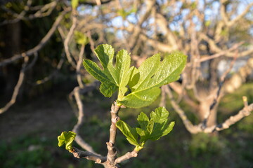 Erste Triebe an einem spanischen Feigenbaum