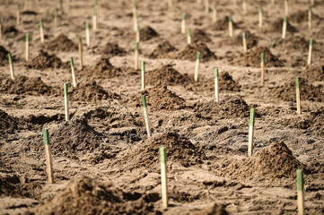 Planting trees on arid soil to fight against desertification
