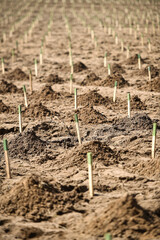 Planting trees on arid soil to fight against desertification