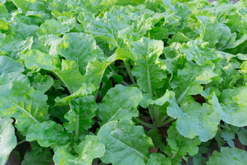 Green lettuce growing up in the garden. vegetable organic farm