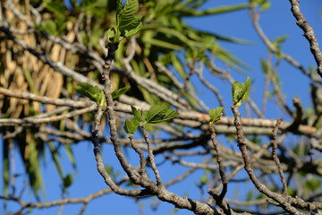 Die ersten Blätter und Knospen im Frühling