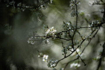 Première fleurs