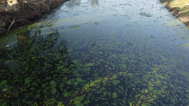 Monitor lizard swim in river with algae pollution