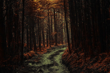 Naklejka premium autumn in the forest