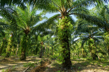 Oil palm plantation in Thailand, Elaeis guineensis