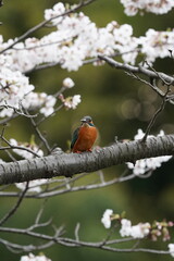 common kingfisher and cherry blossom