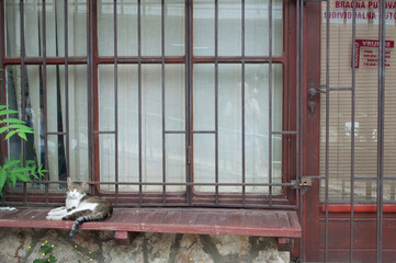 Cat Portrait in Sarajevo Old Town