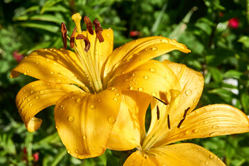 Obraz premium Beautiful lily flower in the garden