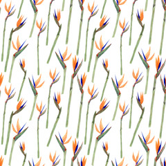 Watercolor hand-drawn botanical pattern with bird of paradise flowers on a white background. 