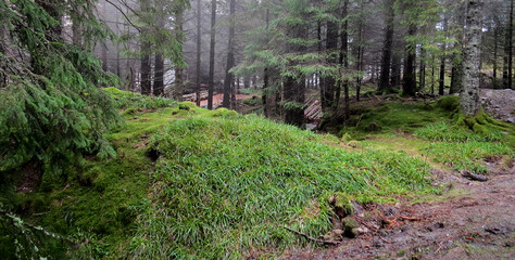 Idyllic mossy forest floor in the cold season