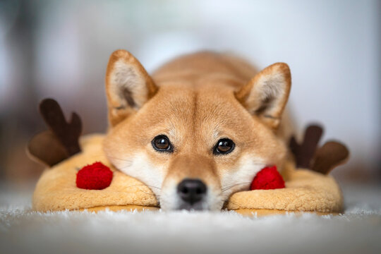 chien shiba inu t&ecirc;te pos&eacute;e sur les chaussons