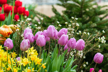 Multicolored tulip flowers blooming in the greenhouse in early spring