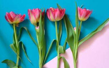 Pink tulips top view on a empty copy space turquoise blue background