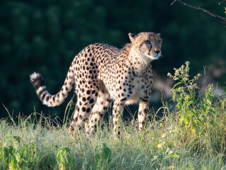 African cheetah, Masai Mara National Park, Kenya, Africa. Cat in nature habitat. Greeting of cats
