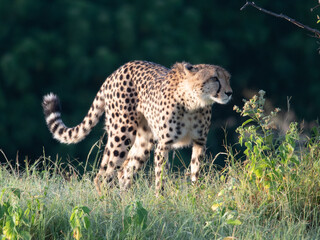 African cheetah, Masai Mara National Park, Kenya, Africa. Cat in nature habitat. Greeting of cats