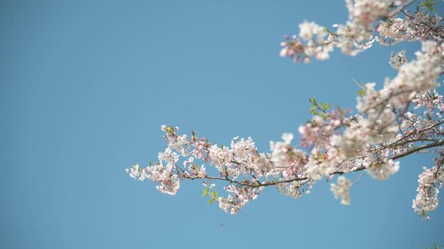 Cherry blossoms in full bloom fall and fly away in the spring breeze.