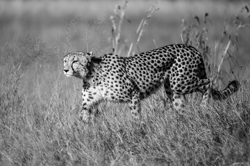 African cheetah, Masai Mara National Park, Kenya, Africa. Cat in nature habitat. Greeting of cats