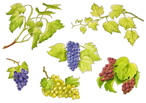 Watercolor illustrations of a set of leaves, branches and bunches of grapes in green, pink and black colors isolated on a white background