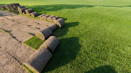 Rolls of lawn grass on a golf course in a park on a sunny day, against a background of pine trees....