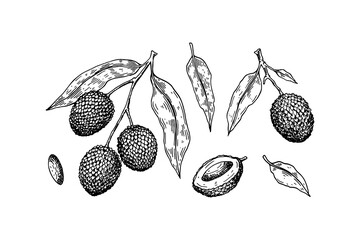 Set of hand drawn lychee fruits, branches and leaves isolated on white background. Vector illustration in detail sketch style