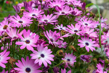Fototapeta na wymiar Park national Cinque Terre purple flowers