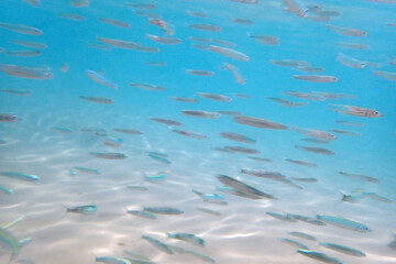 small fishes in the red sea