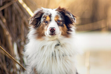 Mini Aussie tricolor
