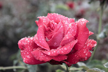 Scarlet rose covered with dew drops close-up 