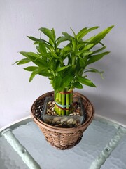 Mini Bamboo plants isolated in mini pots.