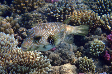 White-spotted puffer (Arothron hispidus) © jonnysek