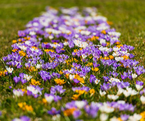Obraz premium Jaro je tady, Spring is here, Spring, flowers, sun