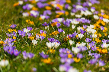 Jaro je tady, Spring is here, Spring, flowers, sun