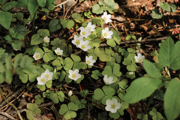 Blooming white shamrock wood sorrel (oxalis acetosella) flowers in spring forest. Natural floral summer background.