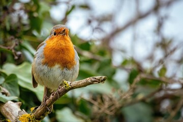 robin on a branch