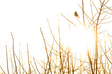 Obraz premium A silhouette of a blue tit(Cyanistes caeruleus) perched in a tree with the sun behind the bird.